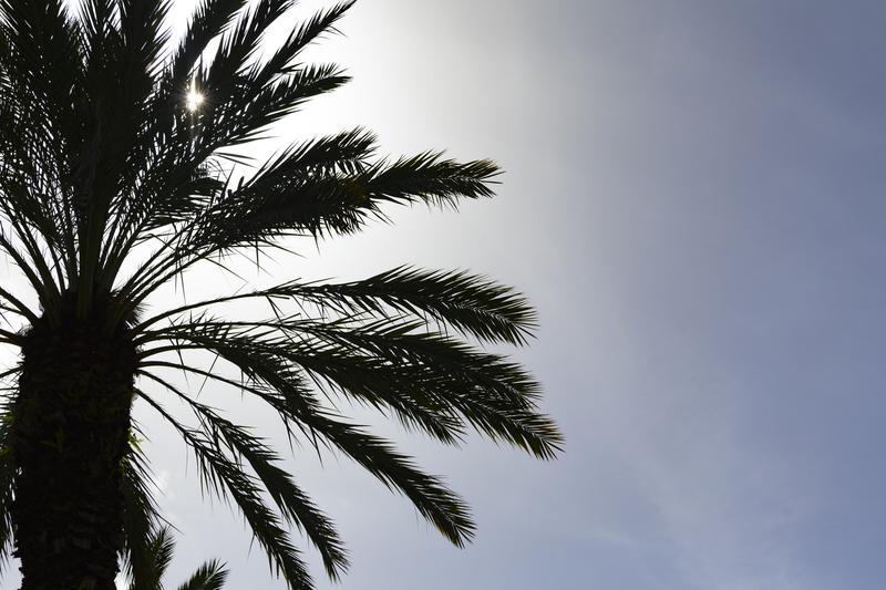 image of an FAU Palm Tree