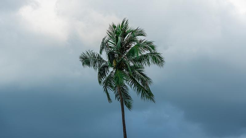 lonely dark tree